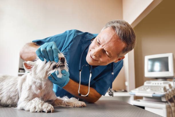 Best Emergency Dental Care for Broken or Chipped Teeth in Myerstown, PA